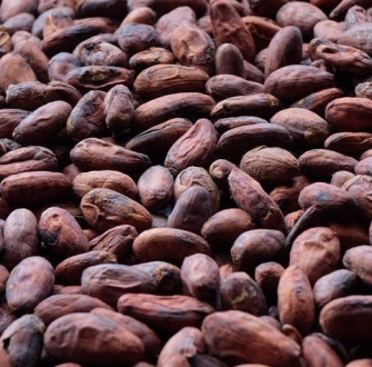 gallery/cocoa beans